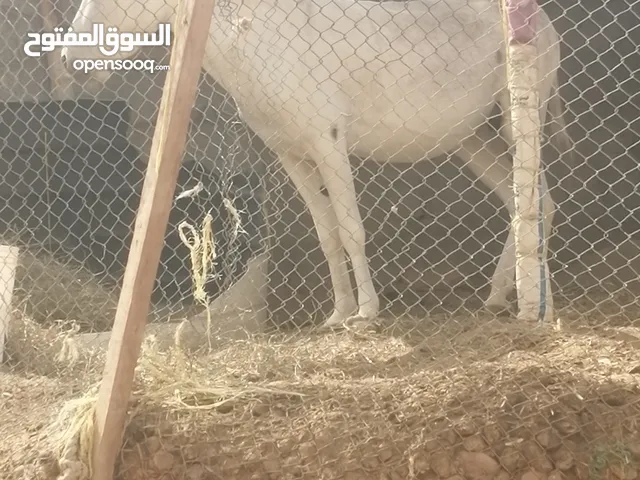 حماره هاديه معليها كلام