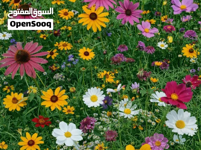 بذور الزهور الأمريكية