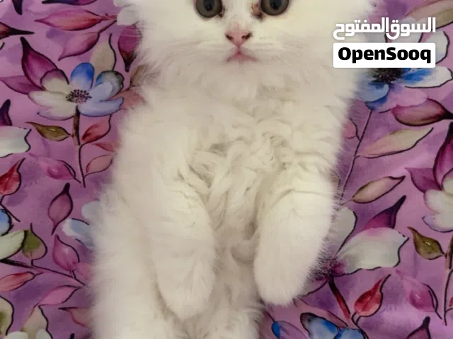 قطو ابيض شيرازي صغير