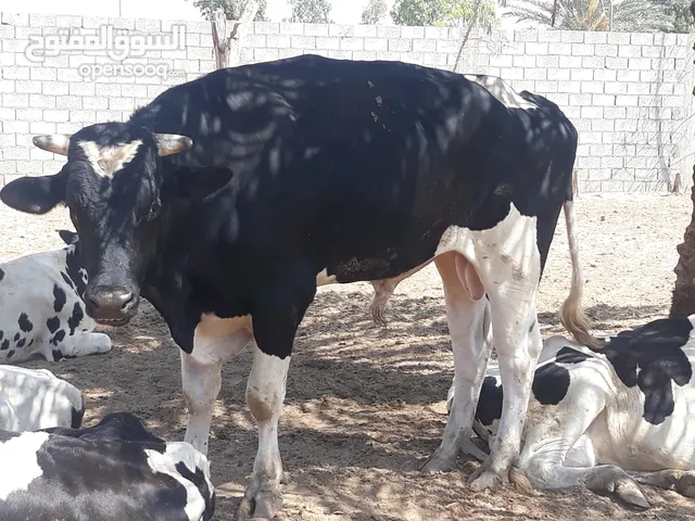 أبقار للبيع