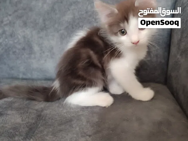 قطط مهجنه للبيع عمر شهرين