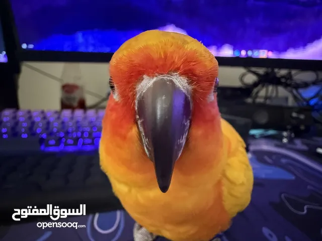 صن كنيور لعوب و حركي ألوانه جميله