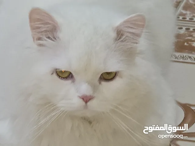 محتاجين قطة انثى للتزاوج
