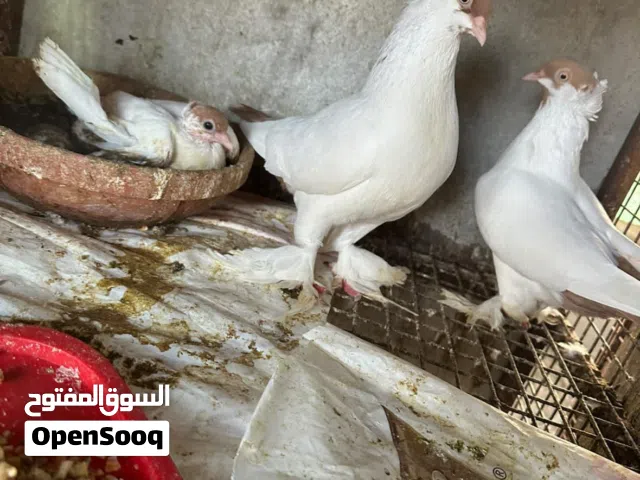 زوج حمام هلمت مع فرخ للبيع