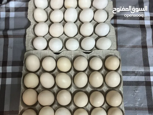 بيض محلي مخصب