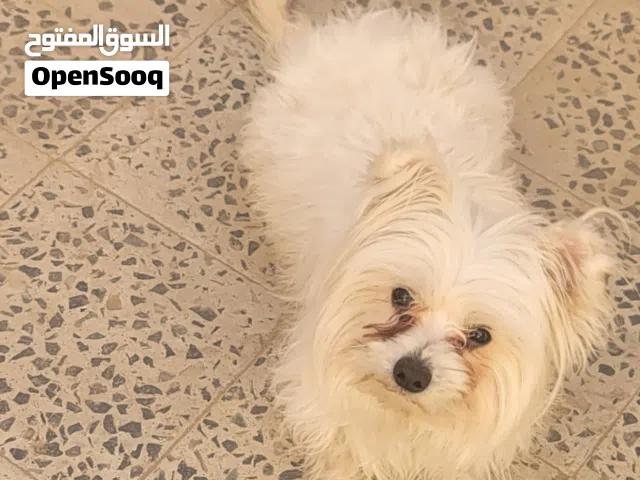 كلب ذكر مالتيز بسعر عرطة لسرعة البيع 10 الف