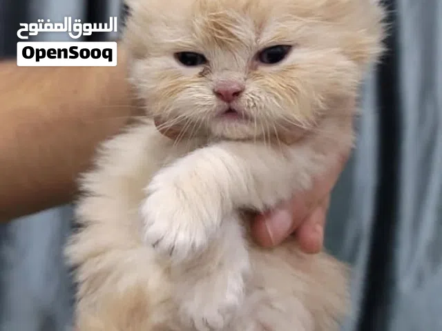 قطط شيرازي