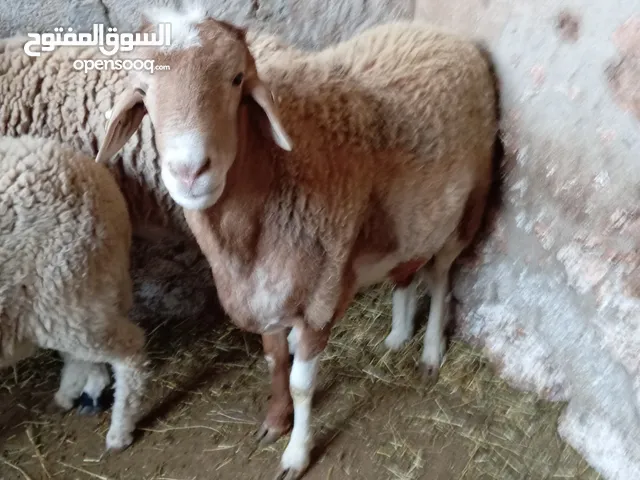 غنم الدمان الأصيلة