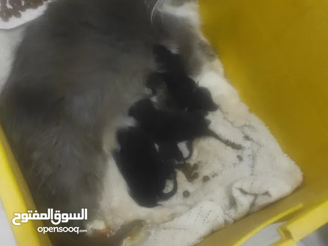 قطه جميله مع اولادها  شوف الوصف