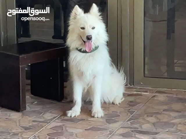 انثى ساموايد للبيع