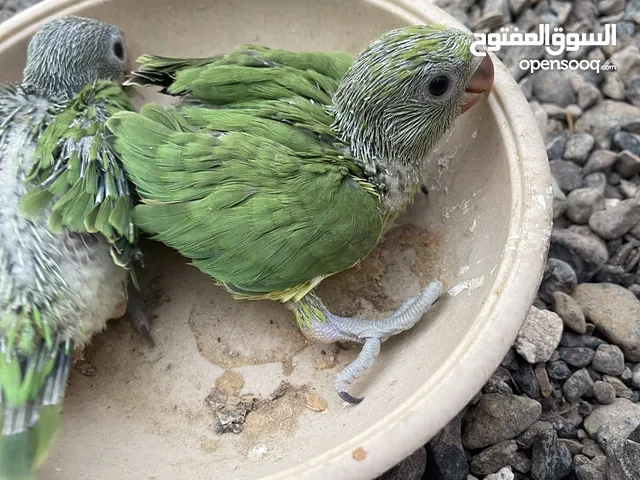 عينك ع الوصف