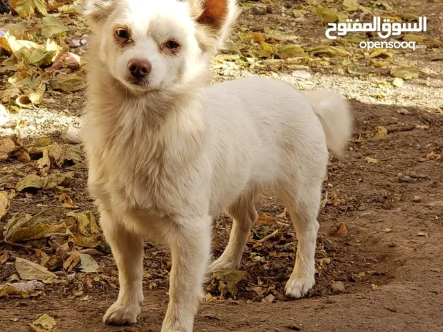 كلاب أمريكي للبيع بسعر التراب