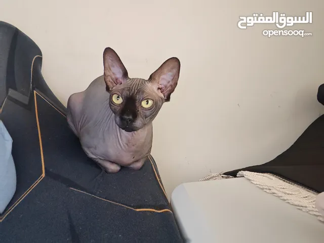 أنثي سفنكس اليفه جدا لون مميز