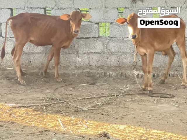 يوجد لدينا عجل و عجلتين عمانيات