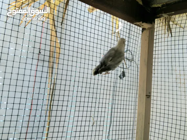 جوز روز منتج من قبل مخوص (مصراته )