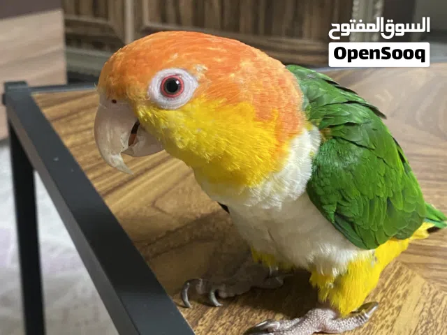 كايكي وايت بلي