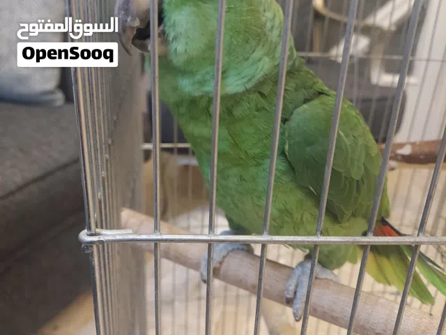 امازون يلوناب