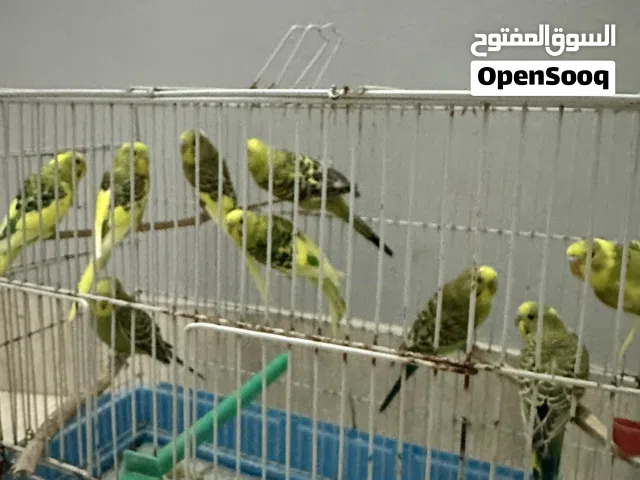 عصافير بقلينو حاجه مشاءالله اقر المواصفات