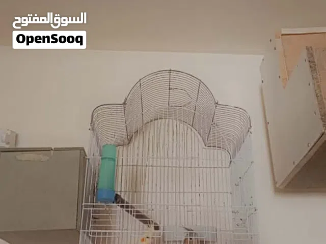 جوز طيور كوكتيل ذي مو واضح فيديو وصور السعر 50 ومابقصر مع الشرا