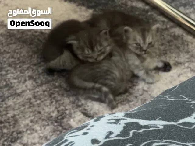 قطط للتبني العمر 45 يوم ذكرين وانثى متعلمين على ليتر بوكس وبياكلو