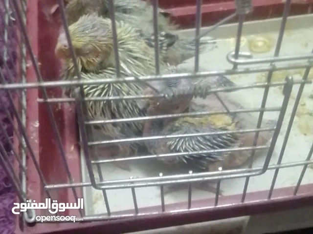 صباح كوكتيل الحد