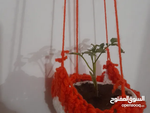 تعليقه زرع كروشيه مع وعاء صُنعت يدويا سعرها 5الاف والتوصيل 5الاف للمحافظات و3الاف بابل