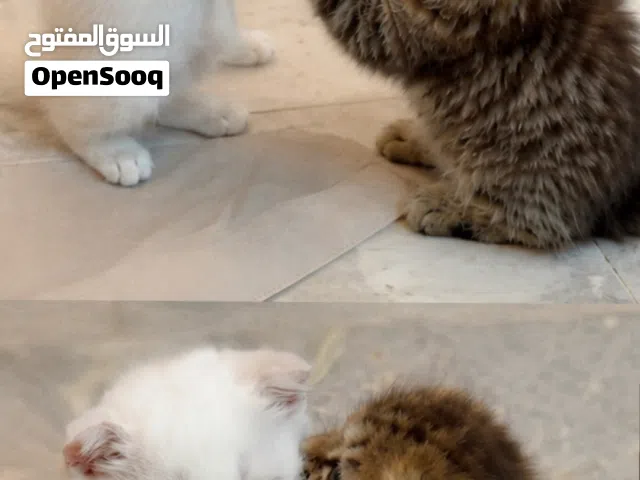 سكوتش فولد للبيع او البدل