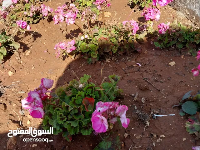 خلدا 115م وتراس امامي وجانبي بسعر مغري