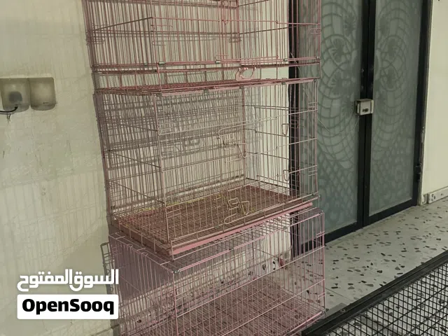 طير كرولطيرة يغرد صوت مره جميل