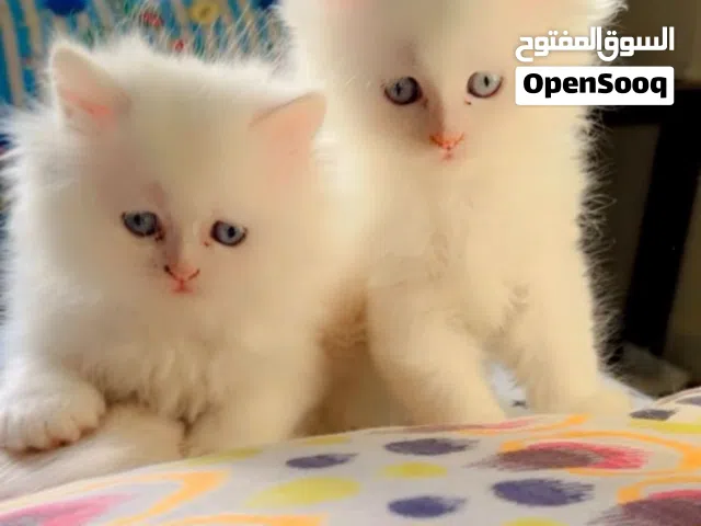 Pure Turkish angora