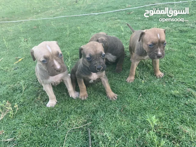 كلاب للبيع في ليبيا