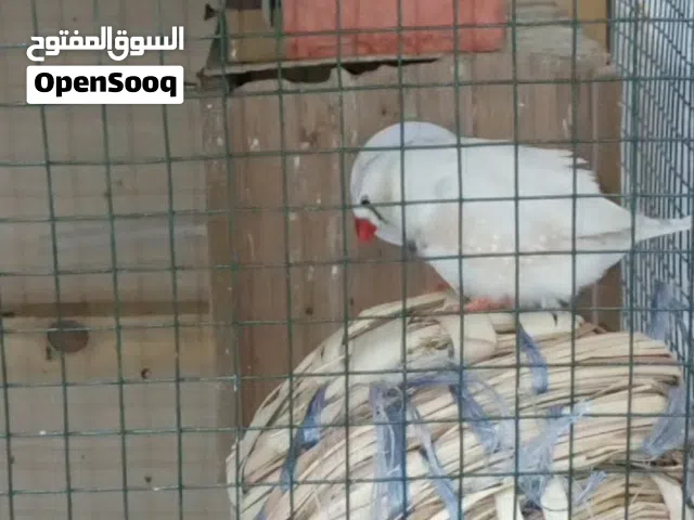 فناجس 3  ازواج توصيل ماكو المكان بصره تنومه