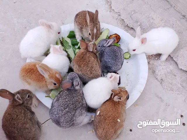 ارانب بلدي فرنسي عمر شهر للبيع صحه ممتازه جدا وتربيه منزل وتب نظافه الرجاء عدم اجراء المكالمات .