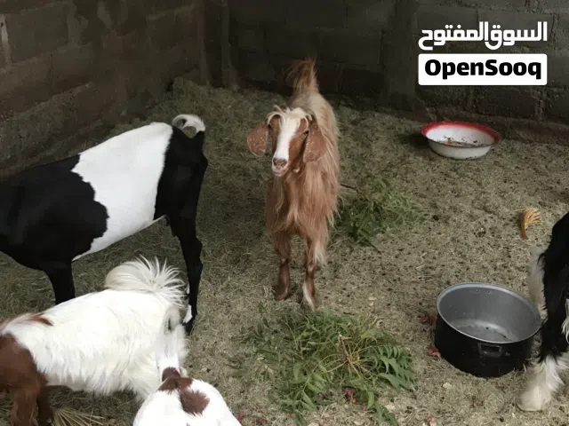 ماعز تيس اثيوبي و شاه ولده وشاه عماني اقراء الوصف