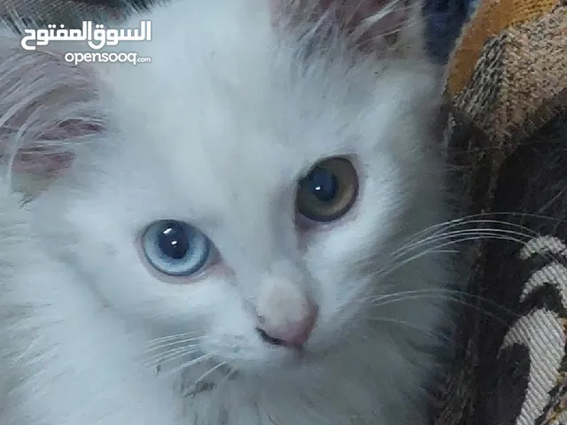 قط ميكس لون عينين مختلفتين للتبني مجانا