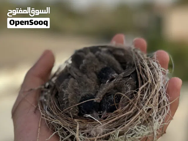 بلابيل كشميري