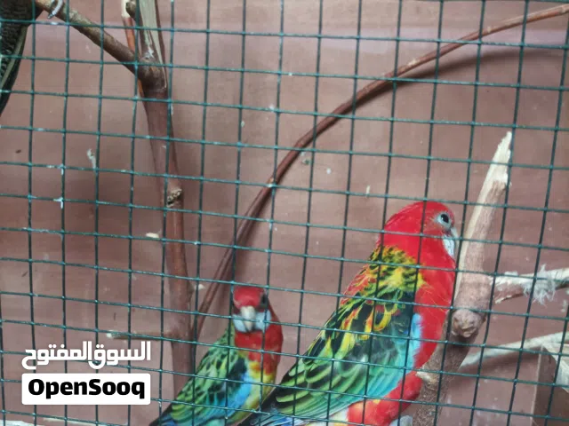 كوبيه روزيلا كوبيا نظيفه