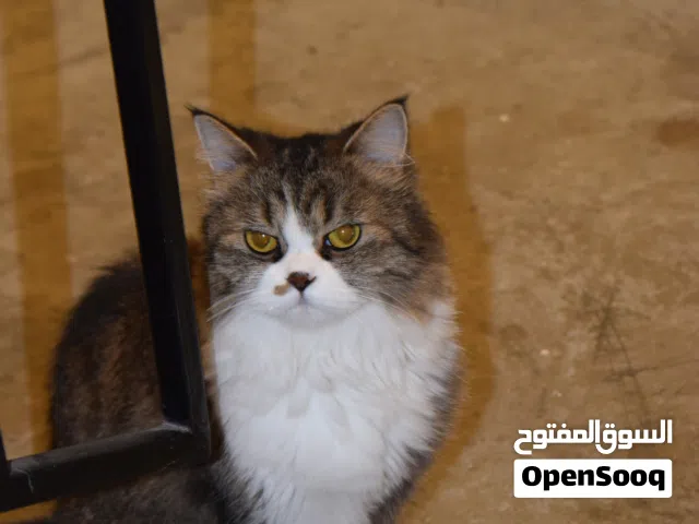 تبني قطوه عمره سنتين ونص