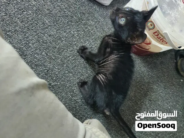 قطط مهجن عماني نشيط جدا خذه معى الاكل تبعه