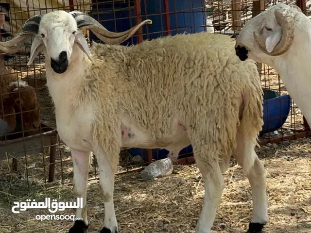خرفان اضاحي تربية وإنتاج الدار نعيمي ونجدي وقبرصي وسردي وماشاء الله سمان فول اللهم بارك و