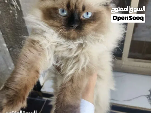 قط هملايا للبيع