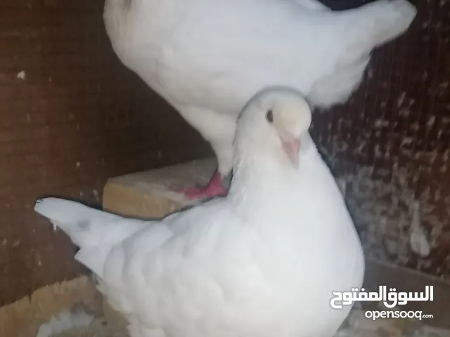 زواجل مخاليف فرهات طيور زينة