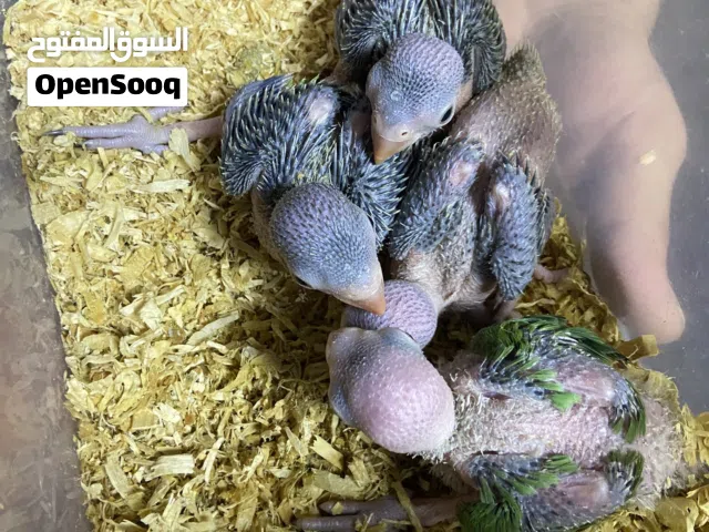فروخ بيبي متو بيعه سريعه الحجم حلو والعمر تتراويح مابين 17 يوم