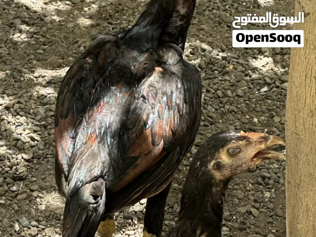 بتشوات دجاج ميوالي