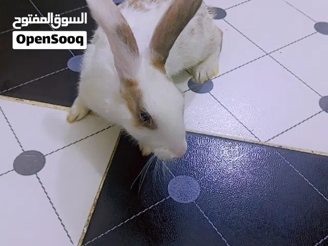 السلام عليكم ارنب للبيع
