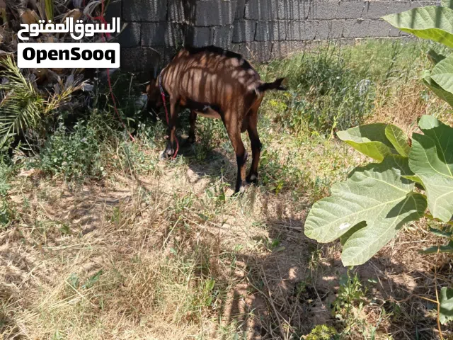 جدي عمه عام