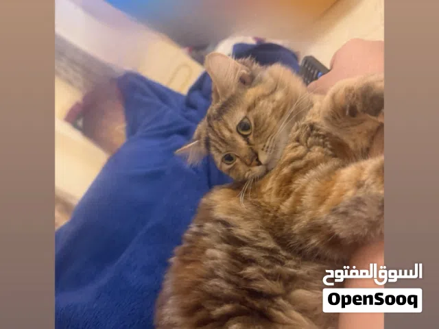 قطه شيرازيه اليفه جدا