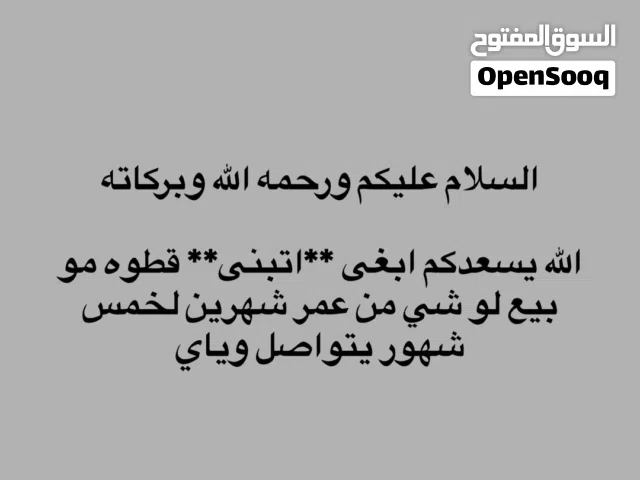 ابغى اتبنى قط للي عنده