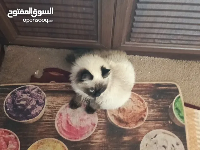 قط همالايا للبيع