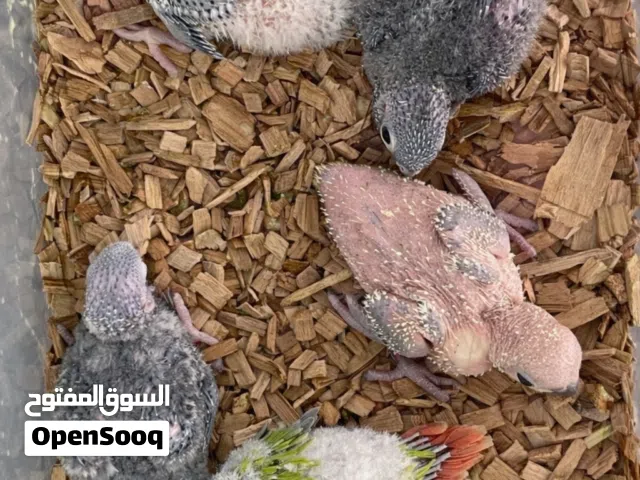 للبيع فروخ كنيورات بأنواعه